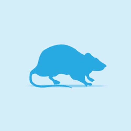 Illustration of a Rat
